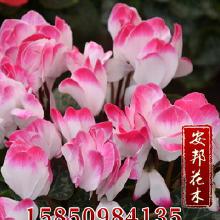 禮品工藝品地被類花卉價(jià)格與批發(fā)采購?fù)耆改?></a></div>
<div   id=